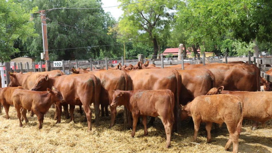 Las vacas paridas del productor Jorge López que se pagaron $180.500 (lqp).