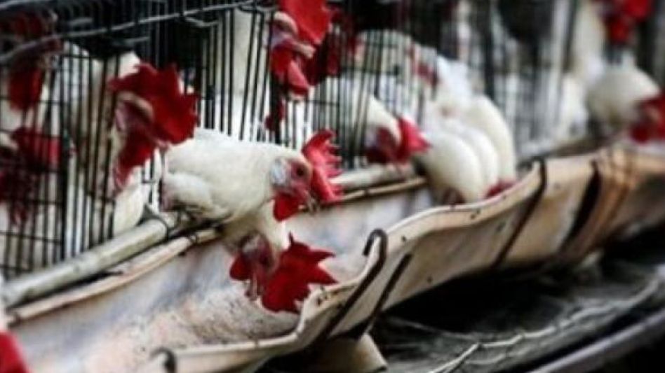 Influenza aviar, sequías y aporte a futuras exportaciones, los desafíos actuales del Senasa