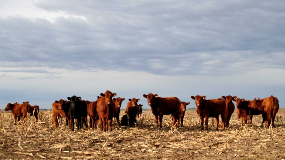 Más del 50% del stock vacuno se encuentra en riesgo por la seca
