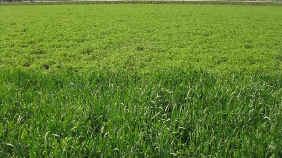 Bioestimulantes: herramienta clave para atenuar   el impacto ambiental negativo sobre los cultivos
