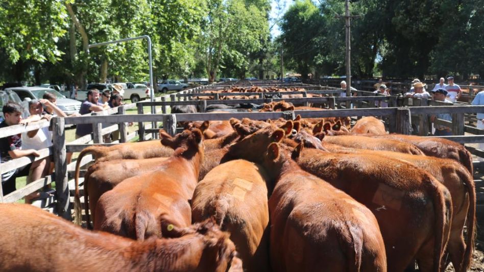 Un millar de vientres y hasta $210.000 por las de Santa Yvonne en Sivero y Cía.
