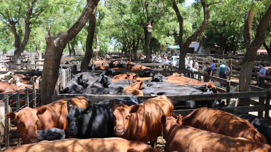 Las vacas de Arvama SA que sobresalieron en Azul y llegaron a $246 (no China). 