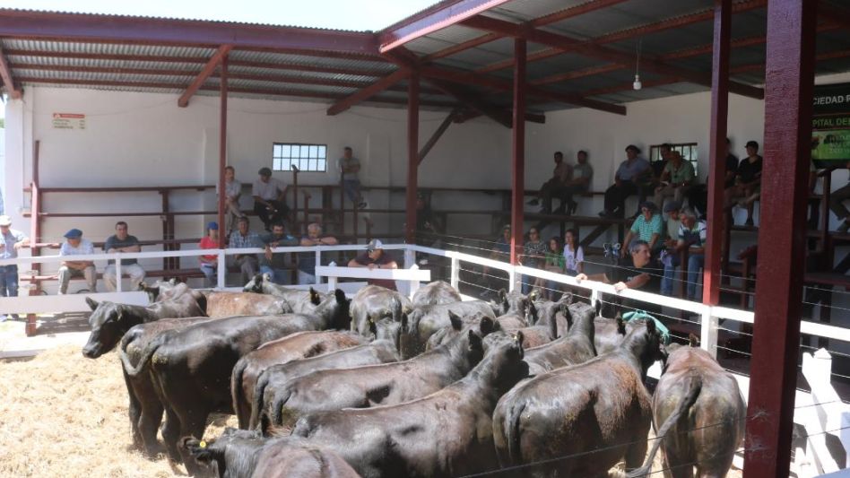 En Hourcade Albelo y Cía., 700 vaquillonas preñadas vendidas con topes de $180.000.