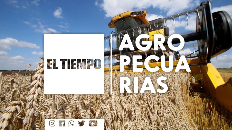 La siembra de girasol 