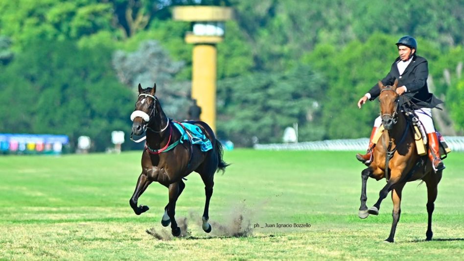 El gran favorito Labrado (Le Blues) se escapó de los partidores en la previa y al no poder ser atrapado por los palafreneros, debió ser retirado. Foto: GENTILEZA JUAN BOZZELLO