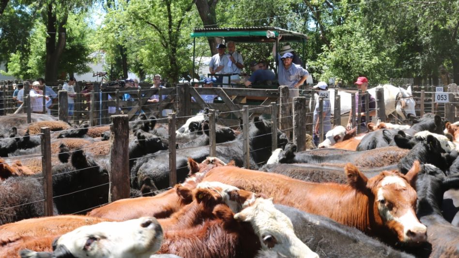 Las ventas de Hourcade Albelo y Cía., con los novillos de López Armentía que llegaron a $111.000, en Rauch.