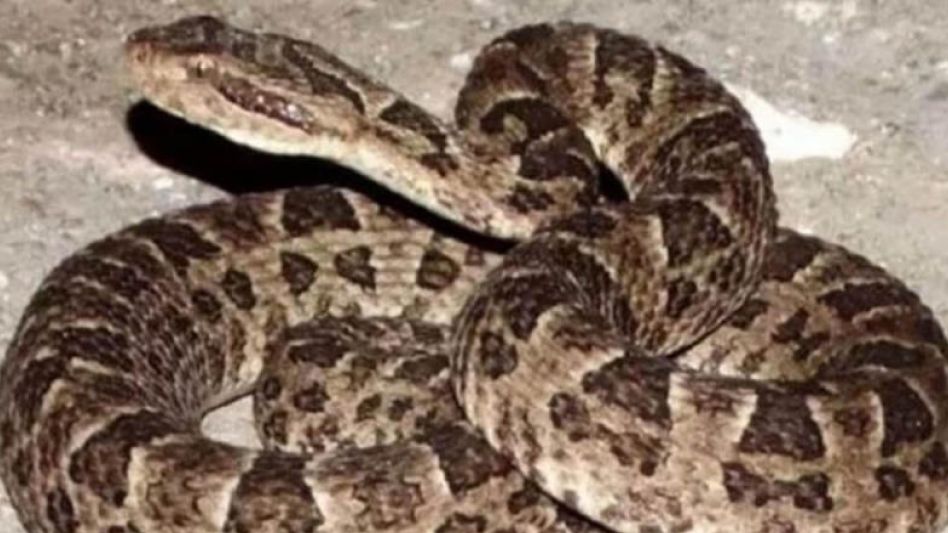 Desde Zoonosis Rurales Azul recordaron que la yarará ataca casi únicamente cuando se siente ante una amenaza.