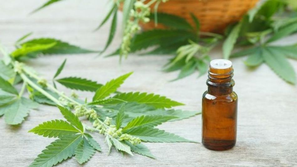 Mar del Plata se prepara para la exposición "Costa Cannabis"