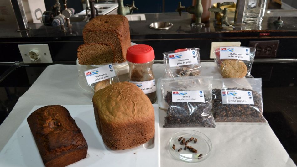 Investigadores del INTA y el INTI elaboraron alimentos utilizando polvo de grillos