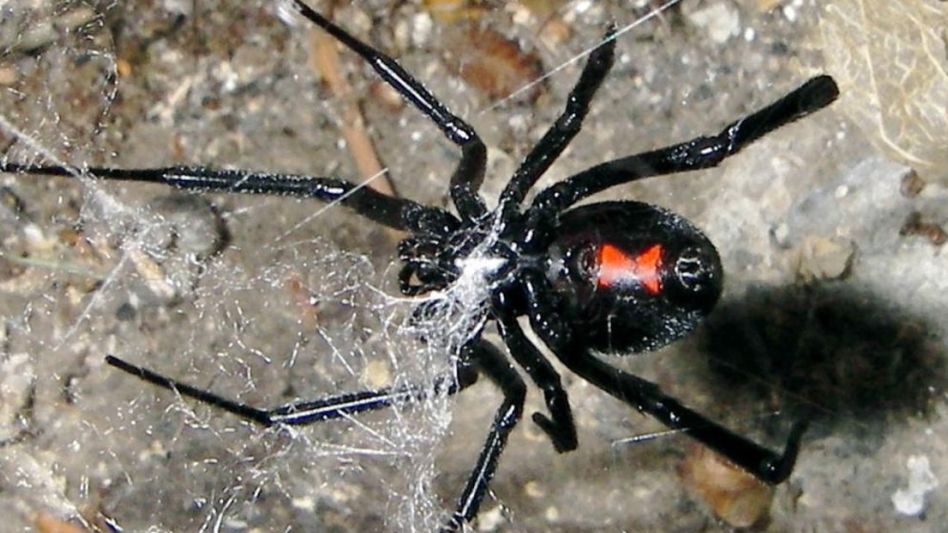 Por la sequía: preocupa la propagación de la araña viuda negra en el campo