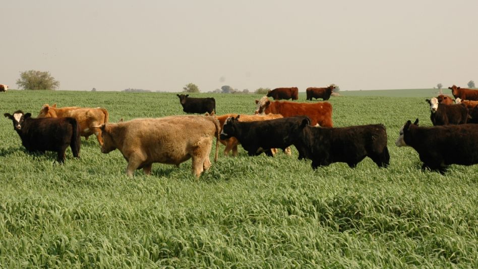 La ganadería argentina es parte de un proceso de secuestro de dióxido de carbono hacia la tierra.