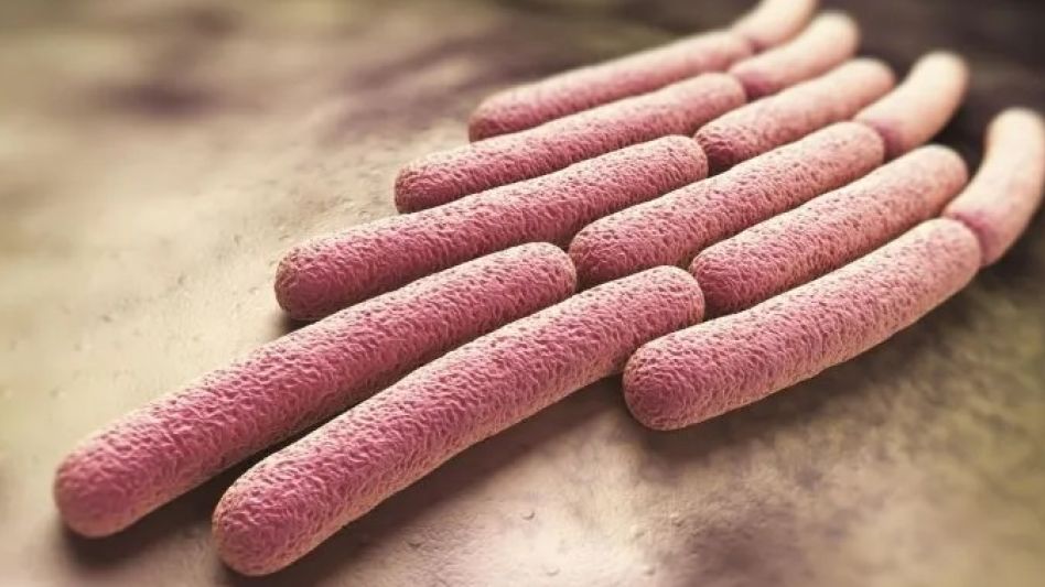 Qué es la shigella, la bacteria que mató a dos hombres en Berazategui
