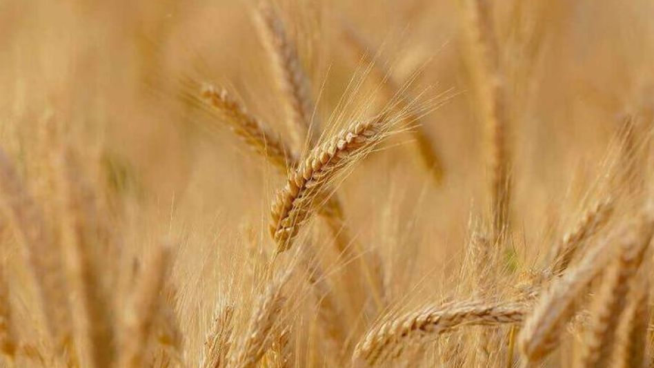  La Mesa Nacional del Trigo  formuló "catorce pedidos"