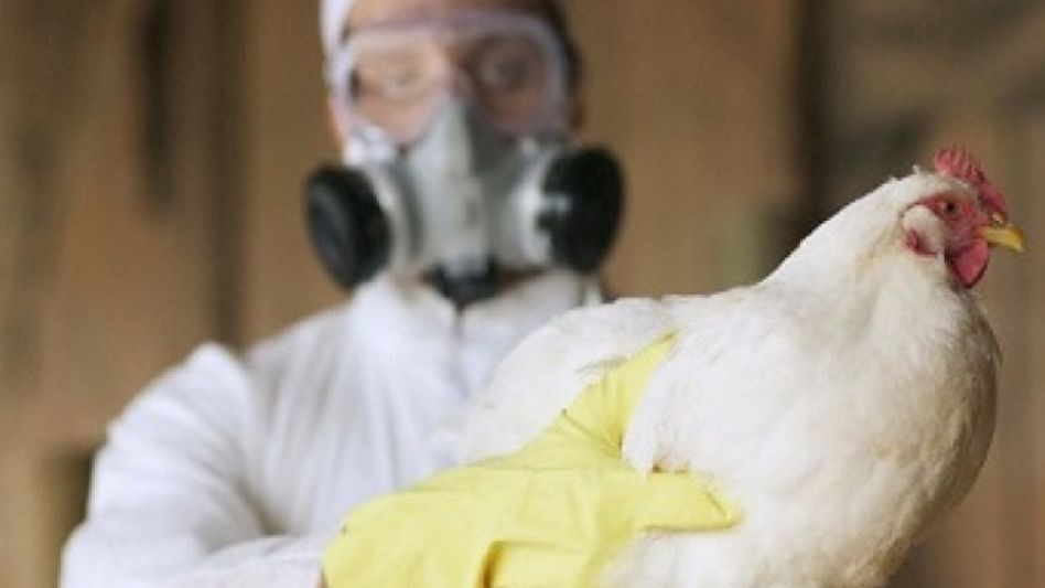 Confirman nuevos casos de gripe aviar en el país, ahora en Santa Fe
