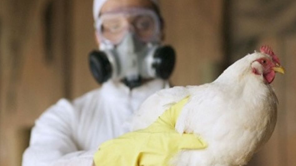 Gripe aviar: Senasa confirmó los primeros casos en Puán, provincia de Buenos Aires