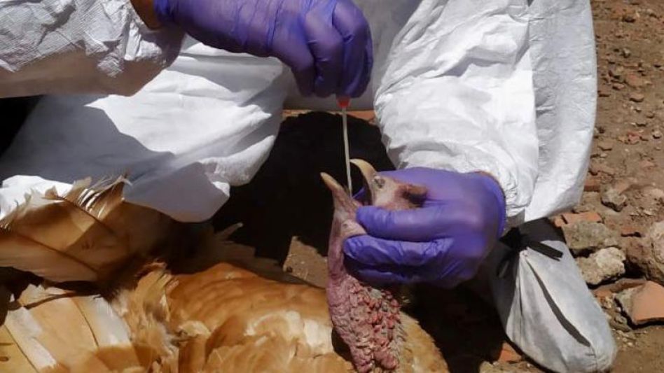 Durante la jornada de hoy desde el Senasa avanzarán con el operativo correspondiente para evitar la propagación de la enfermedad detectada en aves de un establecimiento local. TELAM