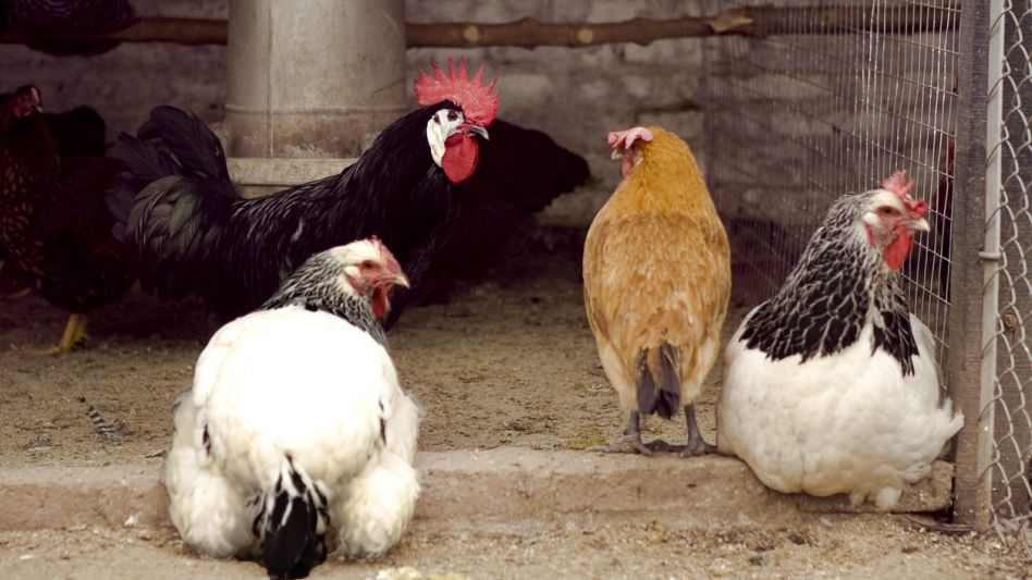 Confirman primer caso de gripe aviar en aves de corral y suspenden las exportaciones