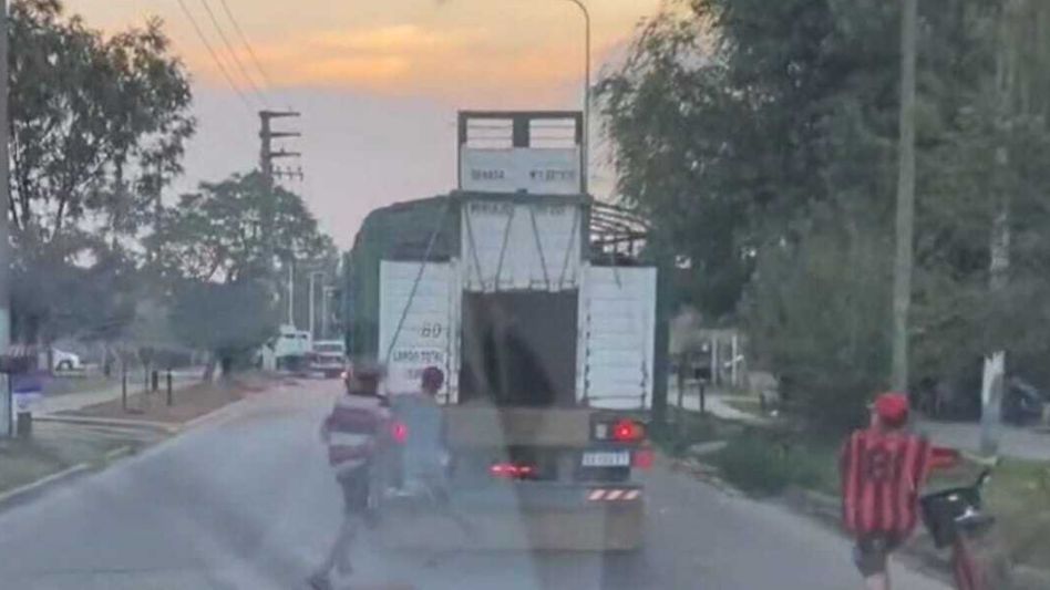 Video: intentaron robar ganado de un camión a plena luz del día