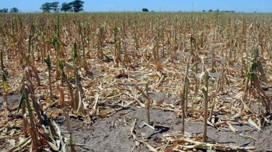 No afloja. La falta de agua sigue golpeando al campo.