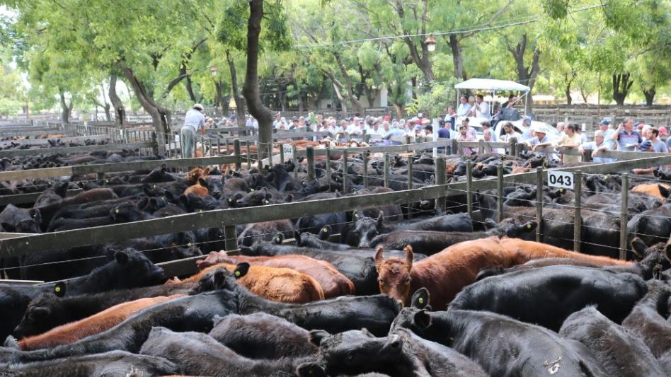 Todo el potencial ganadero en una de las ediciones de la Nacional Angus y sus cruzas.