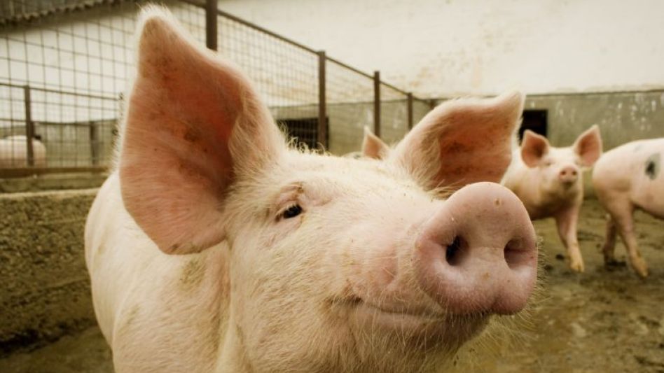 Triquinosis: detectan un caso en Tandil y decomisan 90 kilos de carne de cerdo