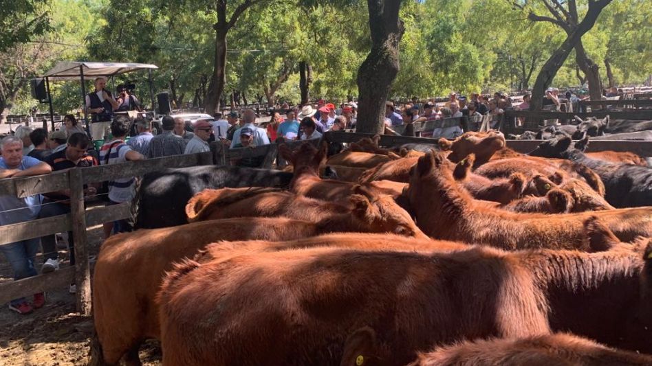 Con una muy buena cantidad de remitentes de Azul y la zona, pasado miércoles 22 de marzo se pusieron a la venta en la feria local 3.456 vacunos en el remate de Wallace SA. 
