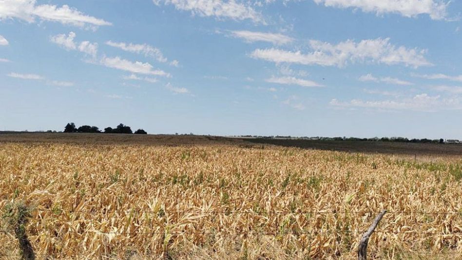 Algo de lluvia en los últimos días trajo cierto alivio a los campos. 