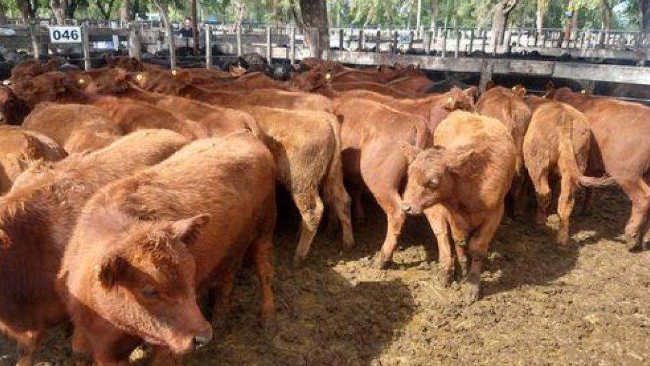 Fueron 2300 los animales que salieron a la venta en el predio ferial de la Sociedad Rural de Azul.