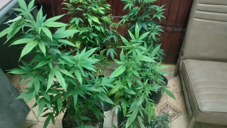 Acusados de robar macetas con plantas de cannabis sativa, dos jóvenes fueron aprehendidos. FOTOS: EPDS AZUL/PBA