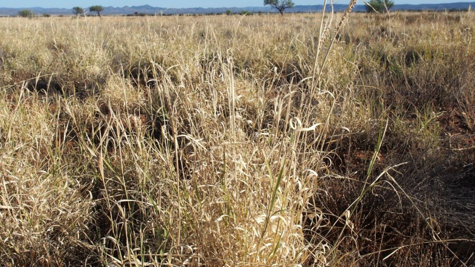 Un estudio de la Facultad de Agronomía de la UBA realizado en diferentes pastizales desde la Patagonia hasta Cuyo, halló que la productividad de las especies forrajeras se redujo.