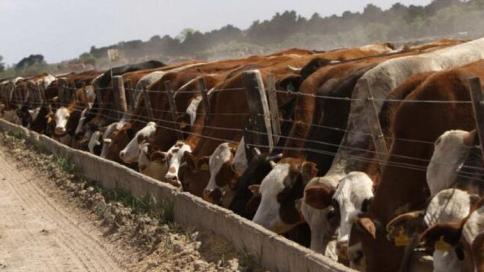 La Cámara Argentina de Feedlot consideró que la sequía que sufrió el país y llevó a que en los corrales de engorde haya una mayor ocupación, no se traducirá en una mayor oferta de hacienda para faena.