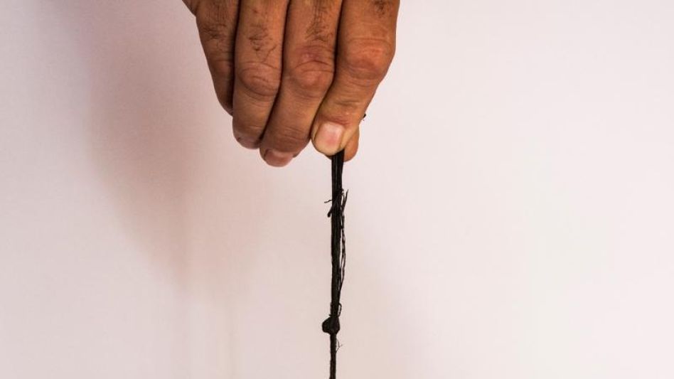 El gérmen de la Manija de la olla. 
