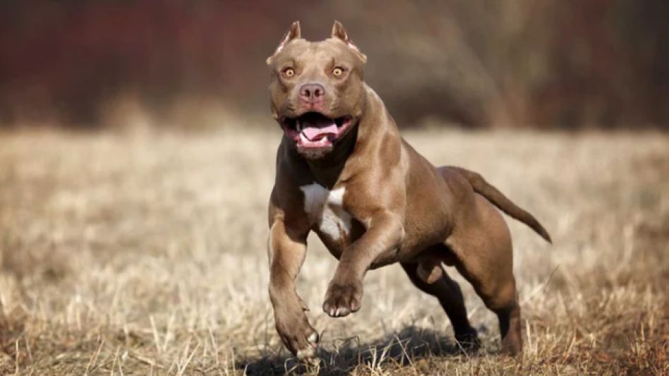 Olavarría: un niño de ocho años murió luego de ser atacado por un pitbull de su familia