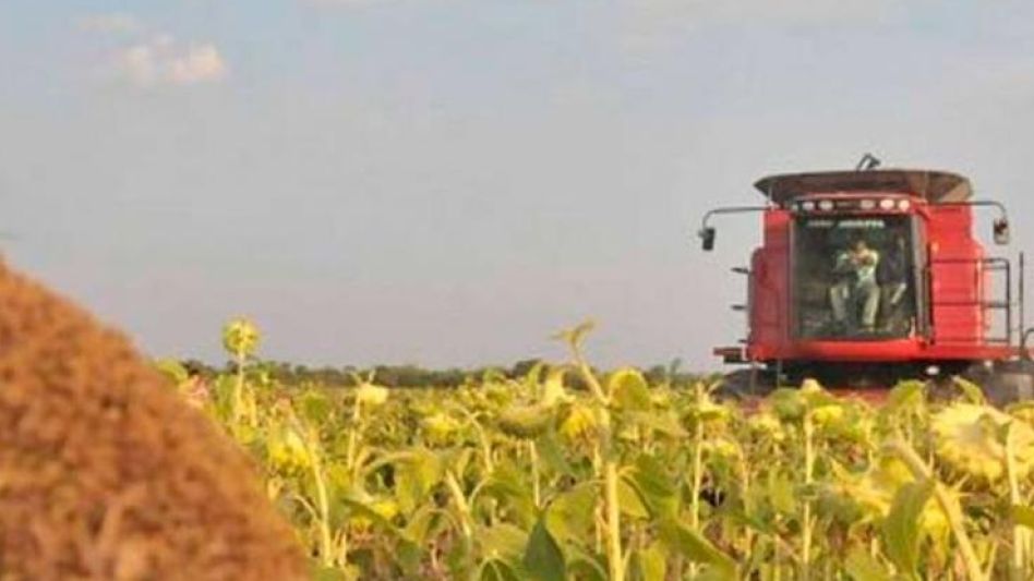 Girasol: Argentina y Rusia sostuvieron la producción mundial.