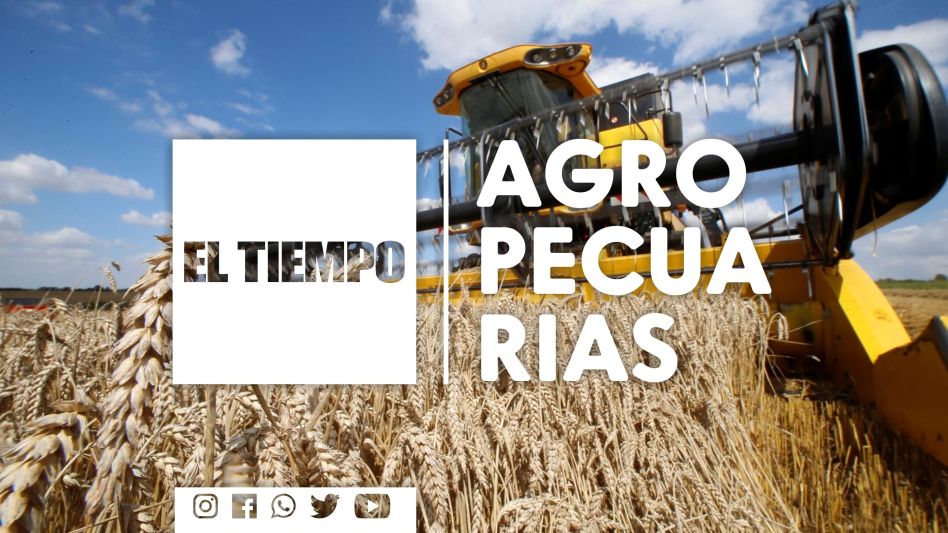 Según un informe, la siembra de trigo podría disminuir un 50 %