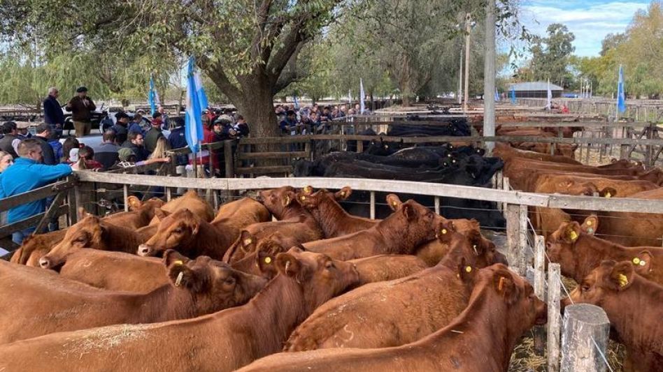 Más de 800 vientres y todo vendido en Las Blancas de Delfinagro.