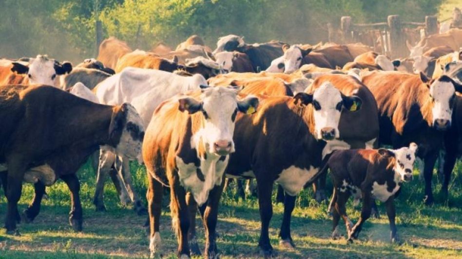 La faena de vacas llegó casi   al millón entre enero y abril
