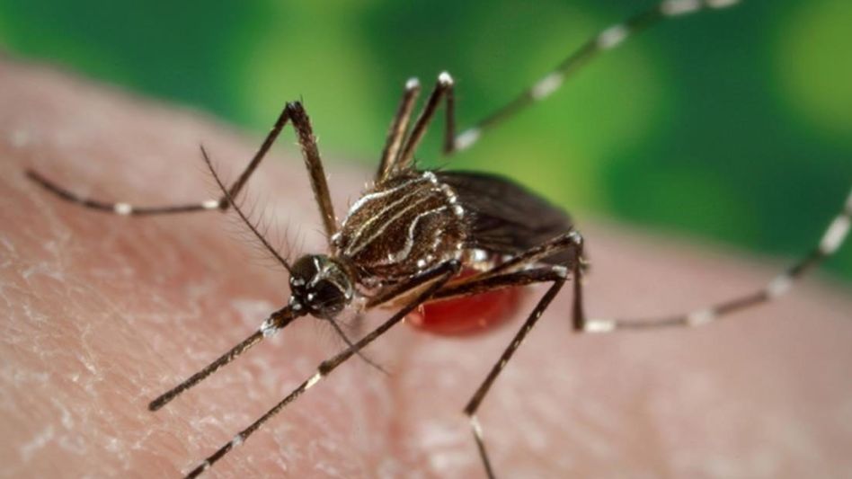 Dengue: caen los casos y el período endémico está finalizando en la provincia