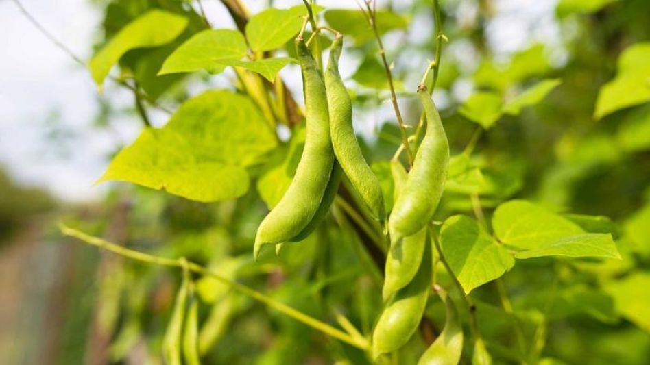 El cambio de hábitos en el consumo de alimentos, posiciona al poroto como una alternativa promisoria debido a que ofrece hidratos de carbono, proteínas y minerales.