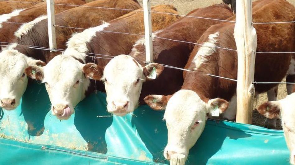 En el Chaco, un equipo de investigación del INTA Colonia Benítez desarrolló un producto para sistemas extensivos de cría bovina que limita el consumo alimentario en todas las categorías.