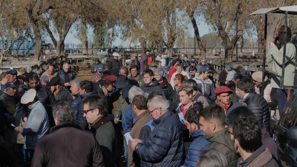 Excelente volumen y mejoras   en el remate de Wallace SA.   en la Sociedad Rural de Azul