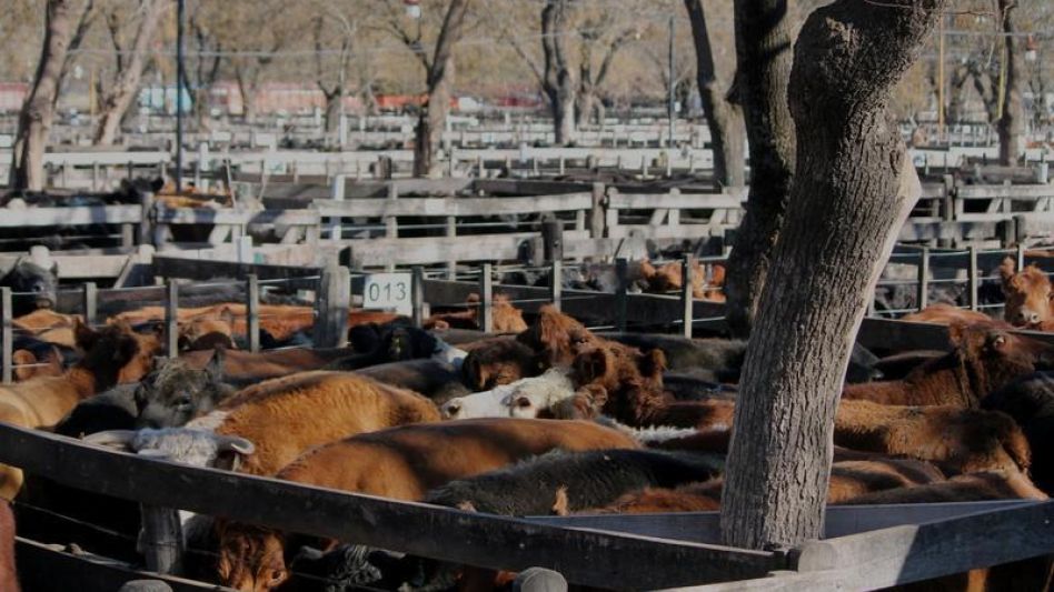 Se encerraron 5.600 vacunos de 173 remitentes que llenaron los corrales y plazoletas de la Sociedad Rural de Azul.
