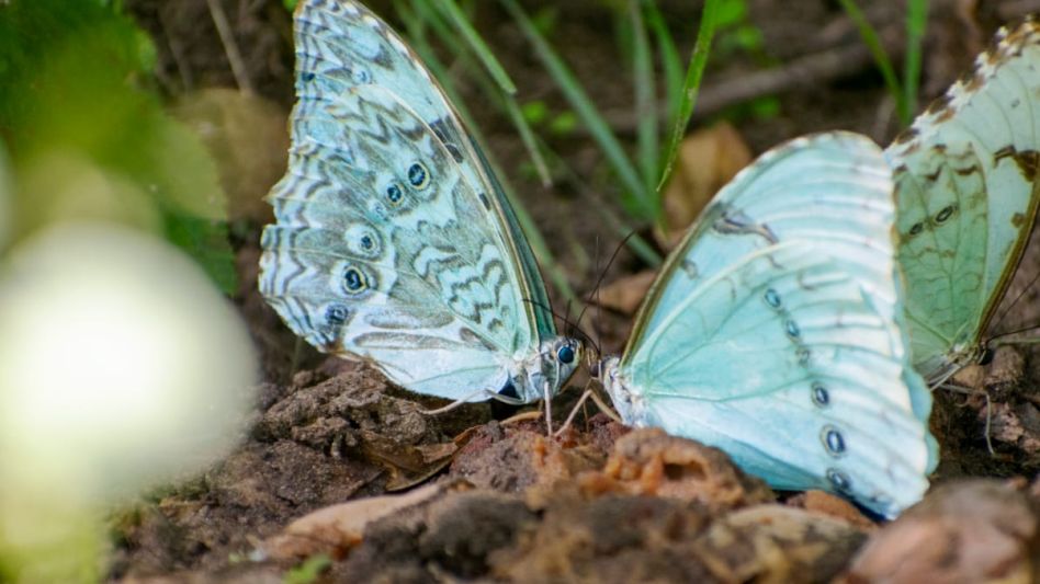 Las mariposas bonaerenses, un encanto para contemplar en silencio