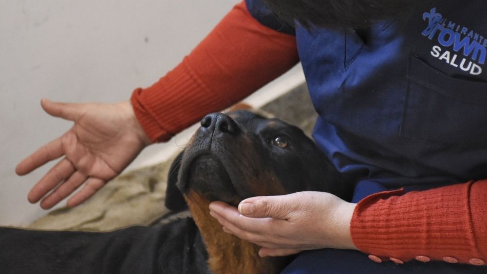 Maltrato animal: le disparó a su perra porque se comió un matambre que preparaba para la cena