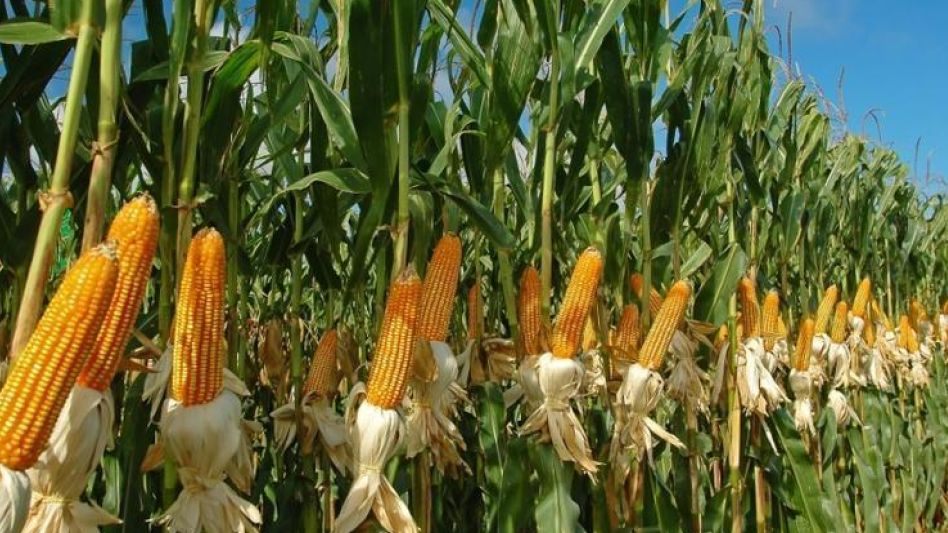 En climas adversos, se aconseja la producción con manejo estratégico  
