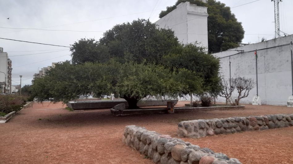 Designación como Arboles Notables de la ciudad de Azul 