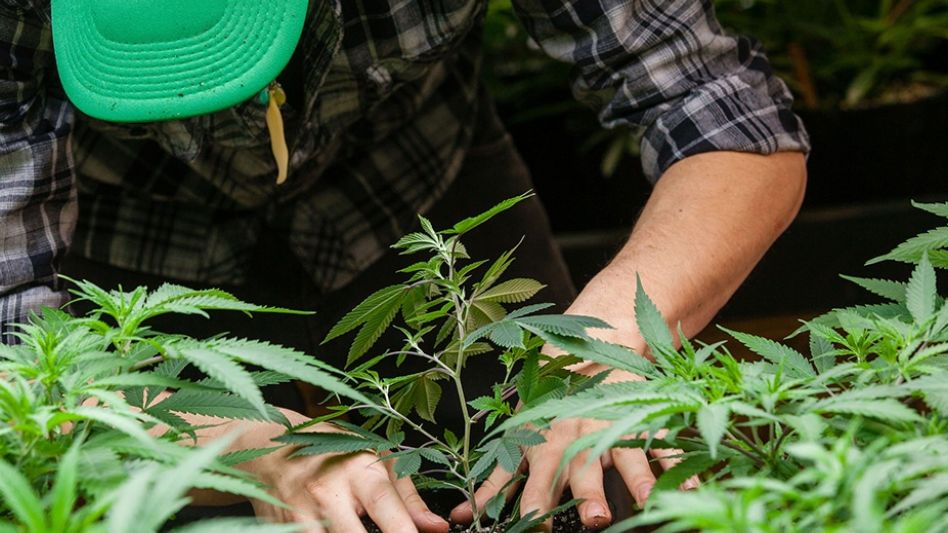 El Gobierno reglamentó la ley de cannabis: qué se podrá producir y cuánto THC está permitido