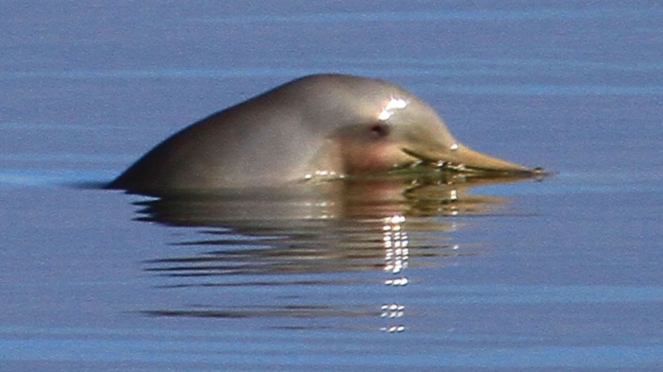 Seis especies de animales bonaerenses con "protección absoluta"