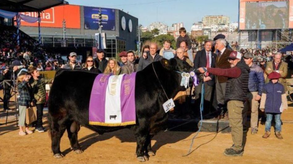 El Reservado de Campeón Macho de Tres Marías recientemente consagrado en la Sociedad Rural Argentina