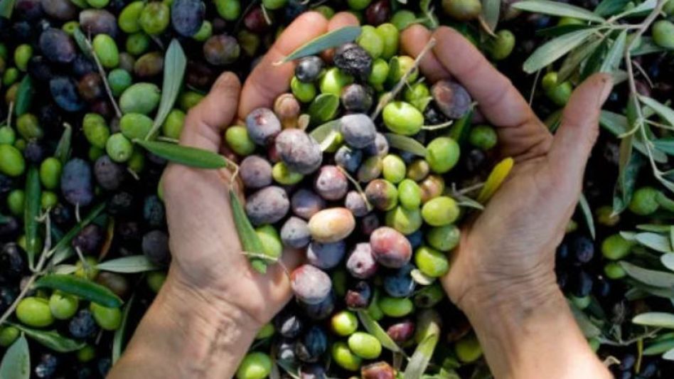 El sudoeste bonaerense se consolida como productor de aceite de oliva de alta calidad